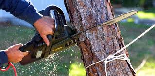 Best Arborist Consultation Services  in Hertford, NC