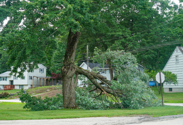 Best Firewood Processing and Delivery  in Hertford, NC