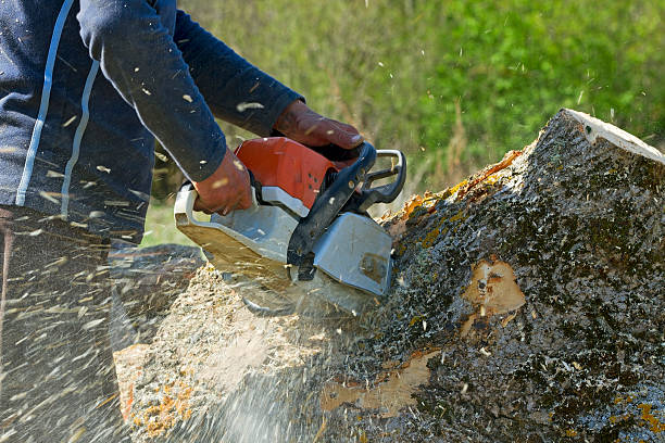 Best Tree Trimming and Pruning  in Hertford, NC